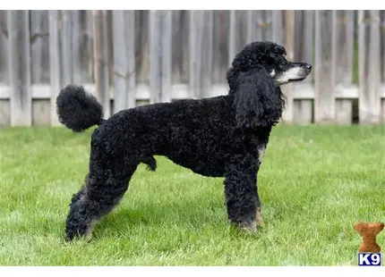 Sir Winston of the Stone Arch available Poodle puppy located in PLYMOUTH
